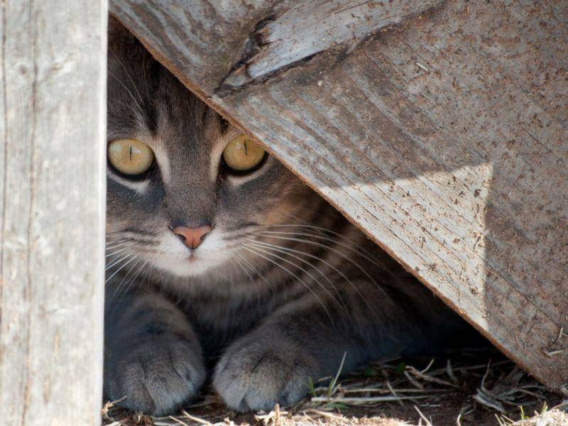 "Psst, nicht verraten, ich bin in der Scheune!" — Katze in ihrem Lieblingsversteck — Bild: Shutterstock / Sari ONeal