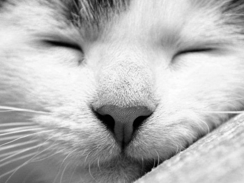 Ganz nah: Süßes Katzengesicht in Schwarzweiß— Bild: Shutterstock / Martin Capek