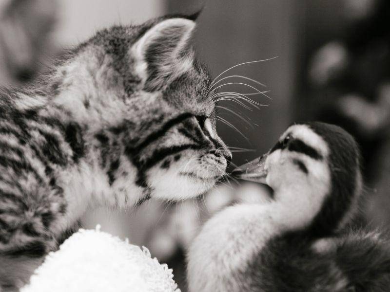Bezaubernde Begegnung: Katze und Küken in Schwarzweiß — Bild: Shutterstock / Sue McDonald