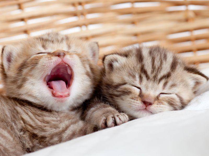 Gähn: Gute Nacht ihr zwei Katzengeschwister — Bild: Shutterstock / Oksana Kuzmina