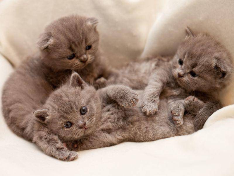 Wer ist wer? Schwer zu sagen bei diesen grauen Katzengeschwistern — Bild: Shutterstock / Zhiltsov Alexandr