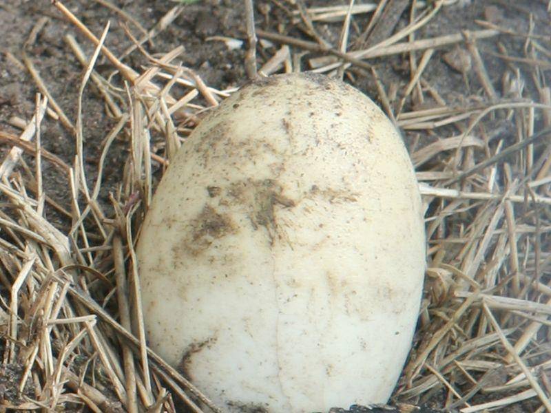 Dieses gewöhnlich aussehende Ei gehört zu einem ungewöhnlichen Tier. Aber zu welchem? — Bild: Shutterstock / Leenvdb