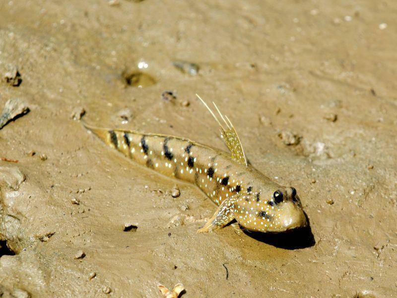Lungenfisch: Kann bis zu vier Jahre ohne Wasser überstehen – Bild: Shutterstock / izarizhar