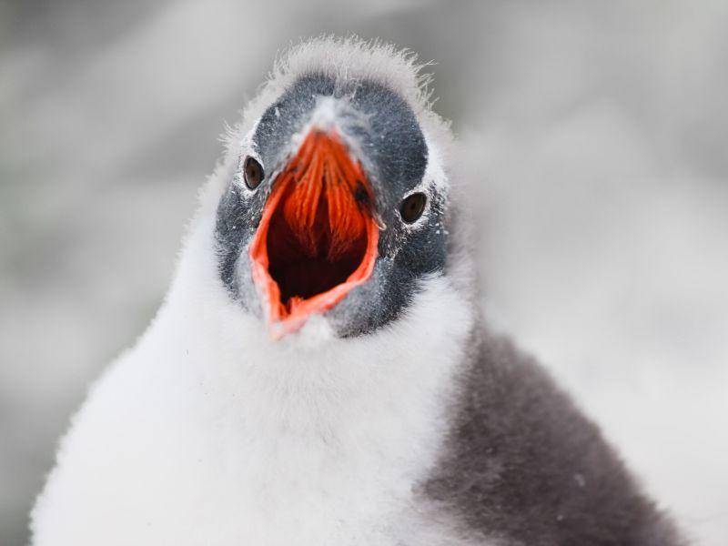 Der Pinguin hat stets viel zu erzählen — Bild: Shutterstock / Volodymyr Goinyk