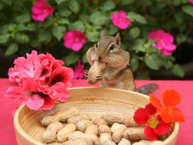 Streifenhörnchen beim Mitagessen: "Lecker Erdnüsse" — Bild: Shutterstock / Elaine Davis