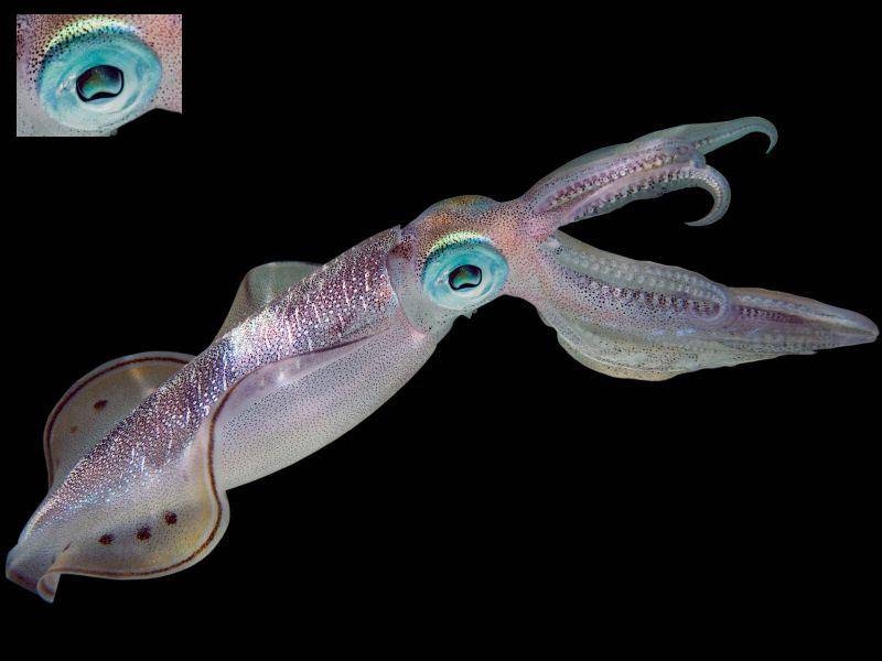 Lag jemand richtig? Das ungewöhnliche blaue Auge gehört einem Tintenfisch — Bild: Shutterstock / Inga Ivanova