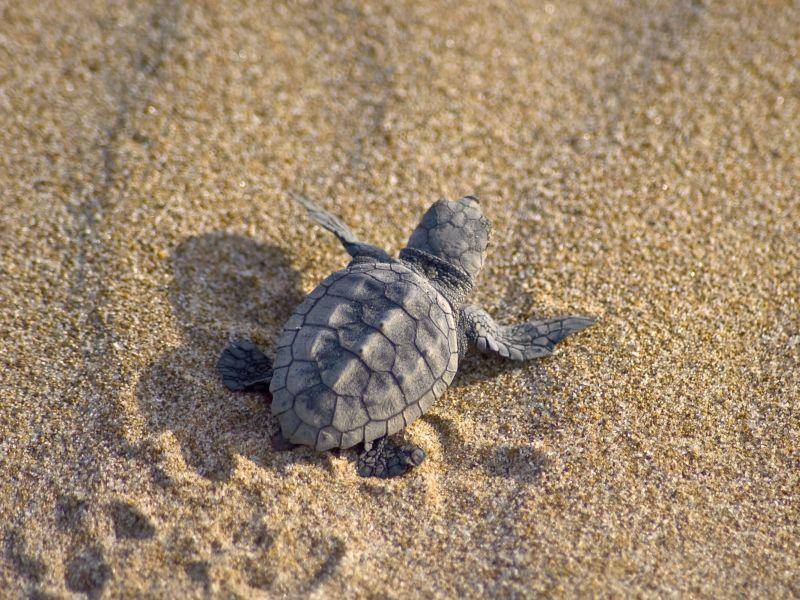 Erster Ausflug: Unechte Karettschildkröte — Bild: Shutterstock / Benjamin Albiach Galan