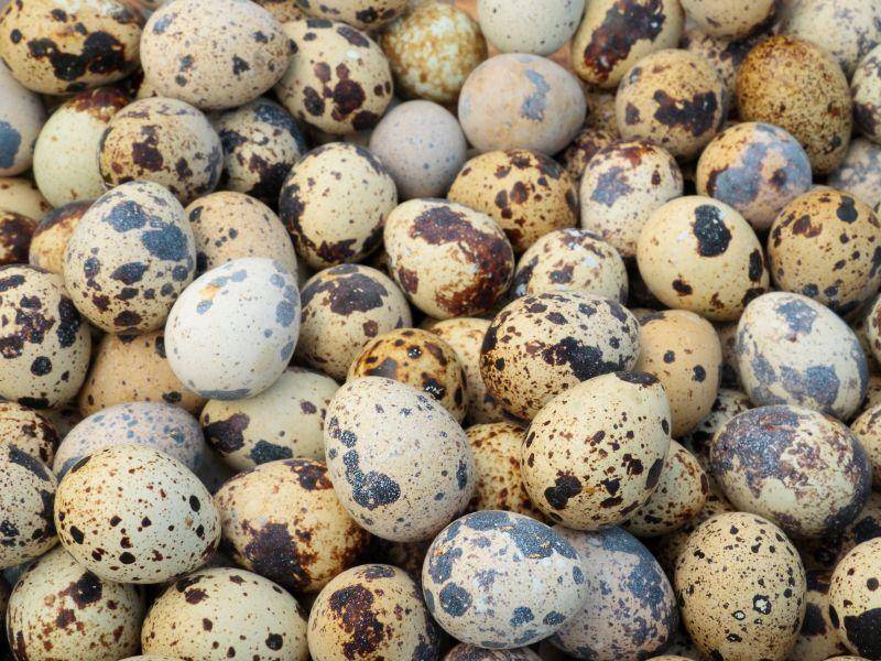 Ganz viele getupfte Eier: Erkennen Sie sie wieder? — Bild: Shutterstock / voranat