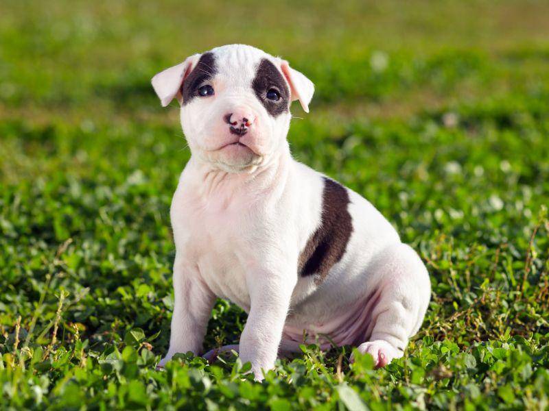 3. Amerikanischer Staffordshire Terrier — Bild: Shutterstock / Sergey Lavrentev
