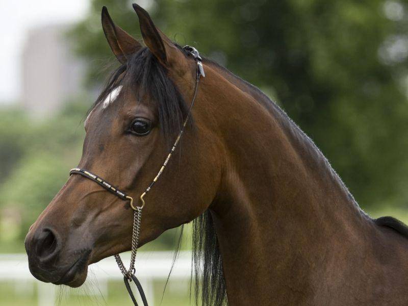 Mit ihrem schönen Kopf gehören Araber zu den schönsten Pferden der Welt — Bild: Shutterstock / Laila Kazakevica