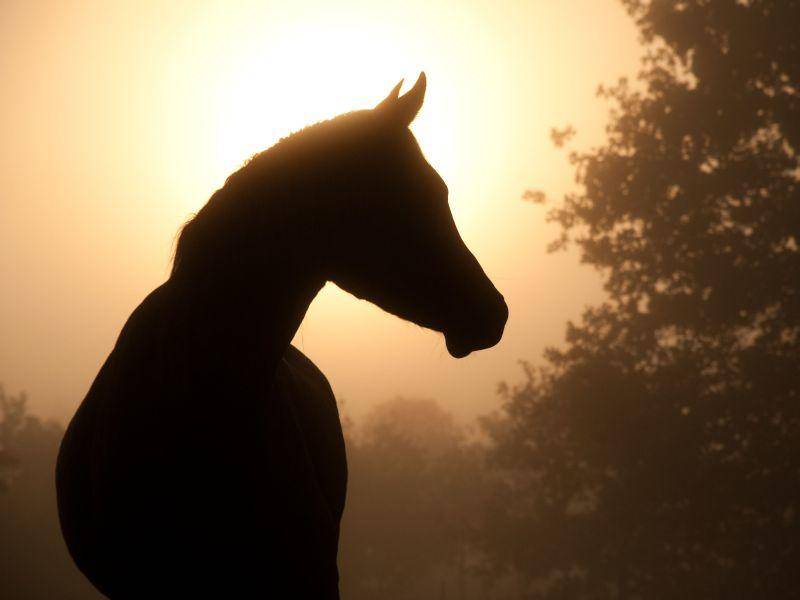 Und wie schön sehen diese Pferde erst im Sonnenuntergang aus — Bild: Shutterstock / Sari ONeal