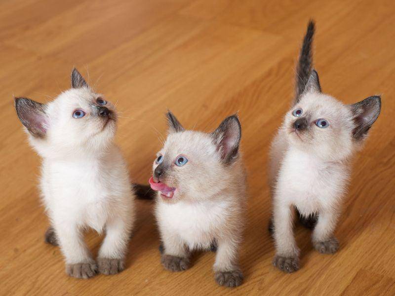 Und Siamkatzen sind unheimlich gesellig — Bild: Shutterstock / ADA_photo