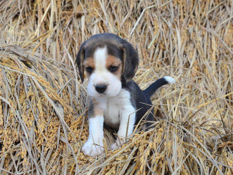 Niedlich: So klein sind Beagle als Welpen — Bild: Shutterstock / adithep chokrattanakan