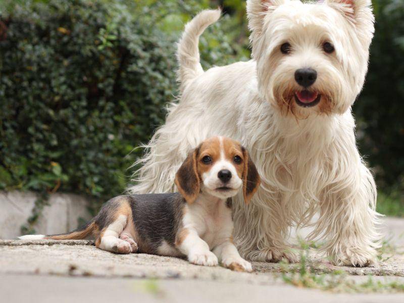 Deshalb suchen sich manche kleinen Beagle auch einen großen Hundefreund — Bild: Shutterstock / Sandra Kemppainen