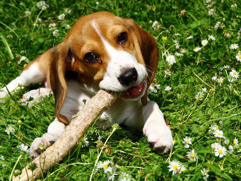 Und zum Spielen ist dem Beagle kein Stock zu groß — Bild: Shutterstock / Yeko Photo Studio