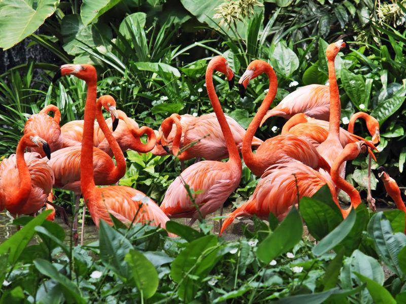 Flamingos sind gesellig. Ihre Kolonien bestehen oft aus Tausenden Vögeln — Bild: Shutterstock / irakite
