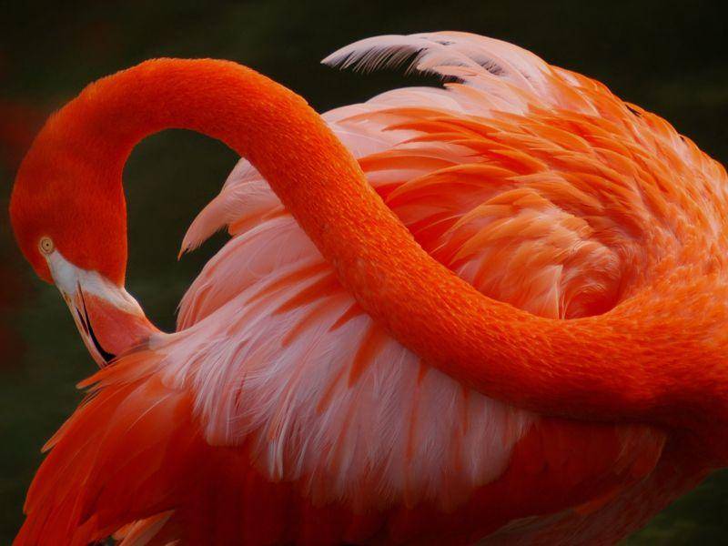 Das Gefieder des Flamingos ist außergewöhnlich schön — Bild: Shutterstock / Ruimin Wang