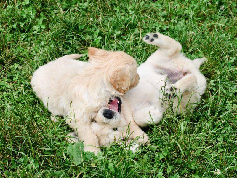 ... weil man mit Hundegeschwistern am besten toben kann — Bild: Shutterstock / oksix