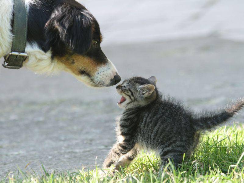 Oh Schreck! Katzenbaby trifft Nachbars Hund — Bild: Shutterstock / tadija