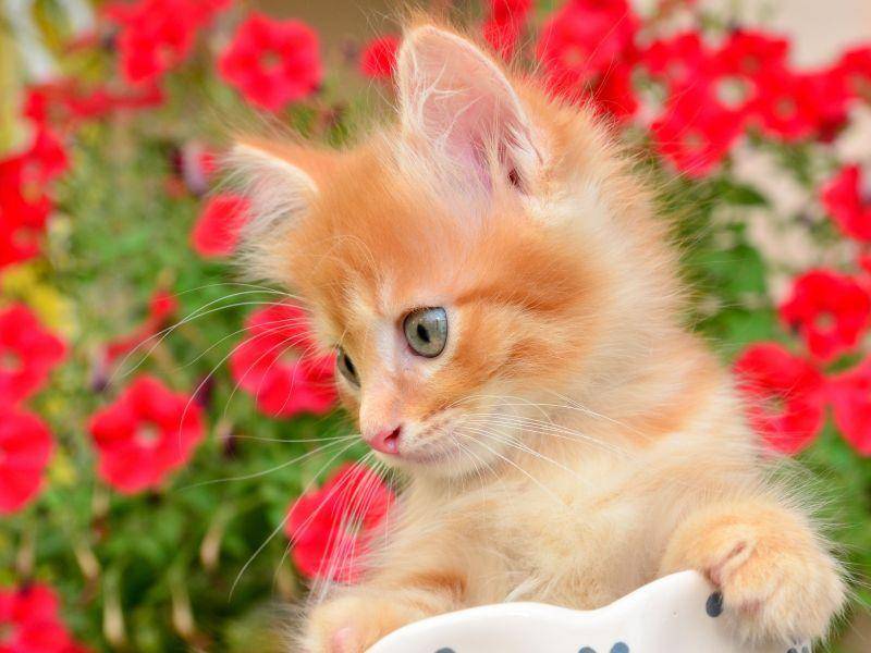 Sonne und Blumen - Was will eine kleine Katze mehr? — Bild: Shutterstock / hwongcc