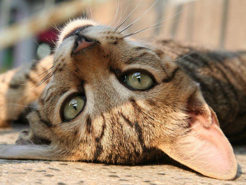 Katzen sind bekannt dafür, gerne stundenlang in der Sonne zu liegen — Bild: Shutterstock / Koriolis