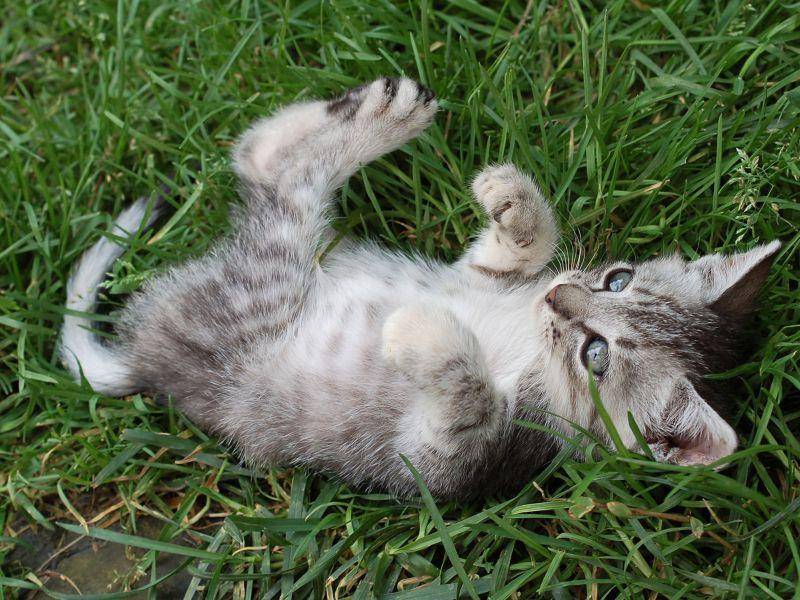 Echte Neuentdeckung für Katzenbabys: Spielen auf der Wiese — Bild: Shutterstock / tadija