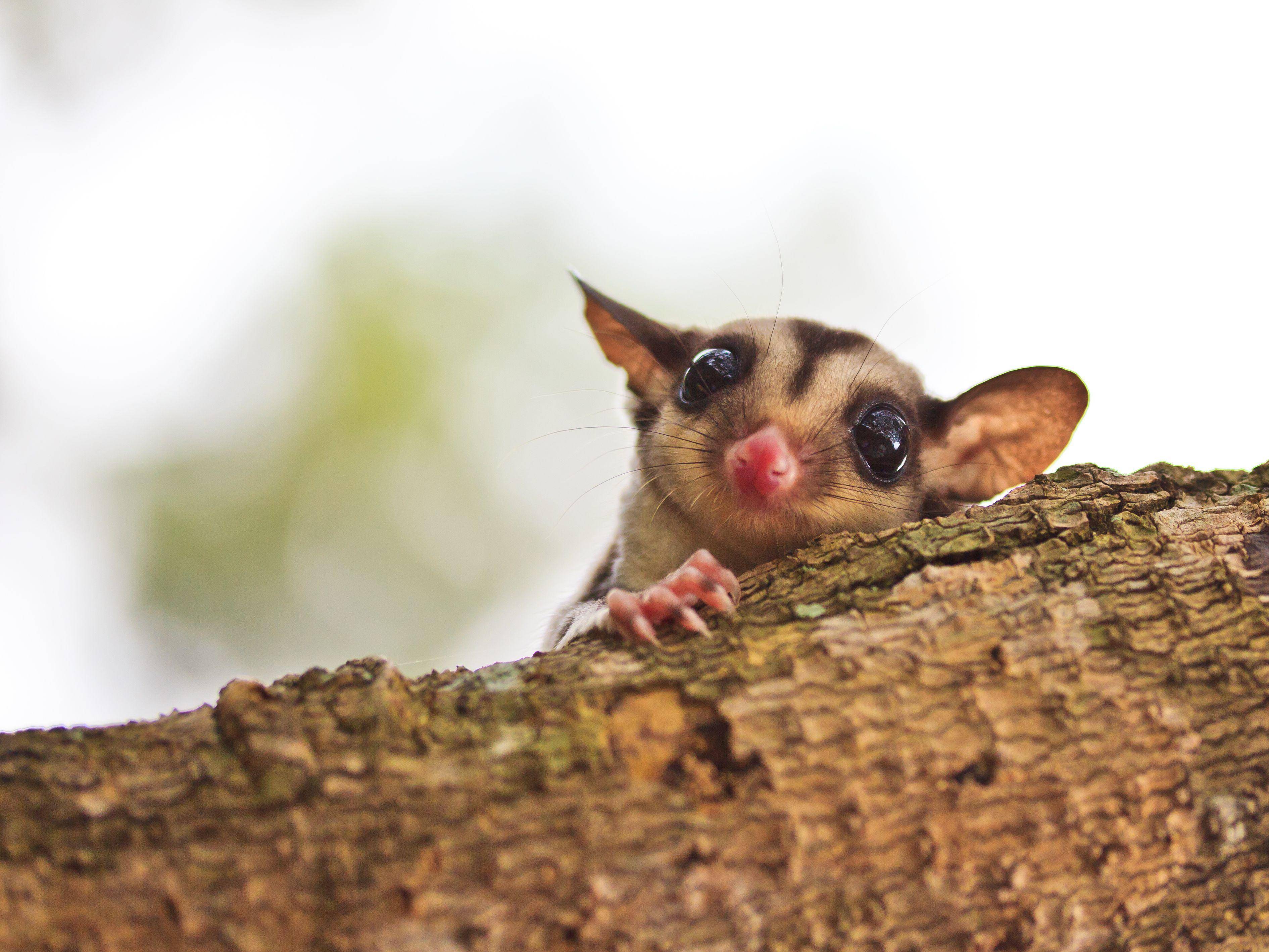Kurzkopfgleitbeutler: Langer Name für ein kleines Hörnchen — Bild: Shutterstock / apiguide