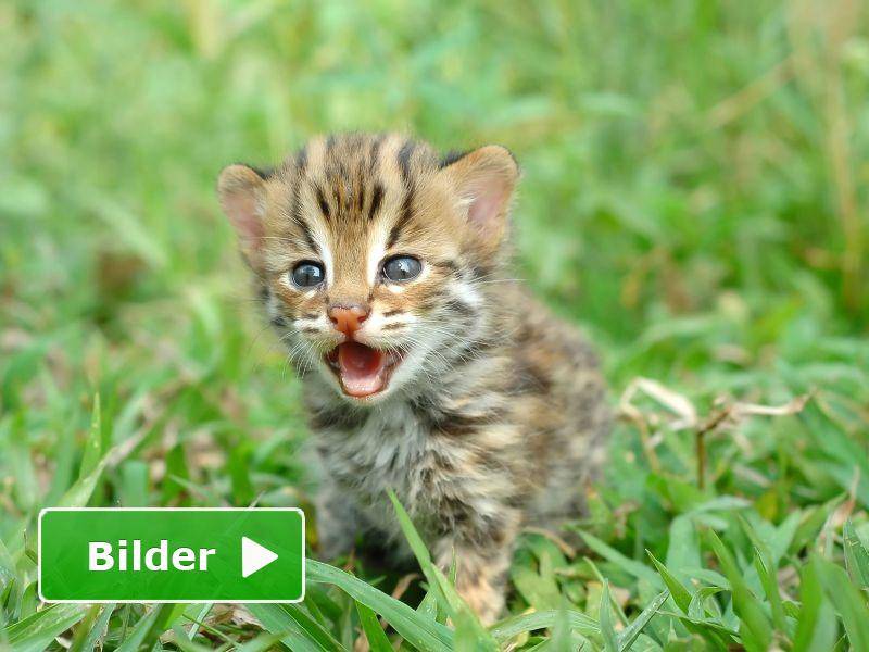 So klein und schon so frech: Ein Leopardenbaby — Bild: Shutterstock / Anan Kaewkhammul