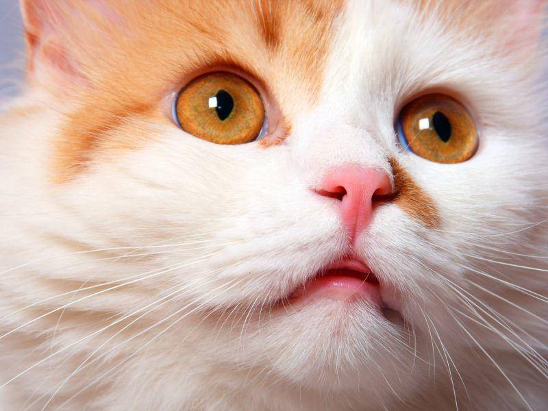Schönes Gesicht: Rote Katze zeigt sich von ihrer fotogensten Seite — Bild: Shutterstock / tasha_sj