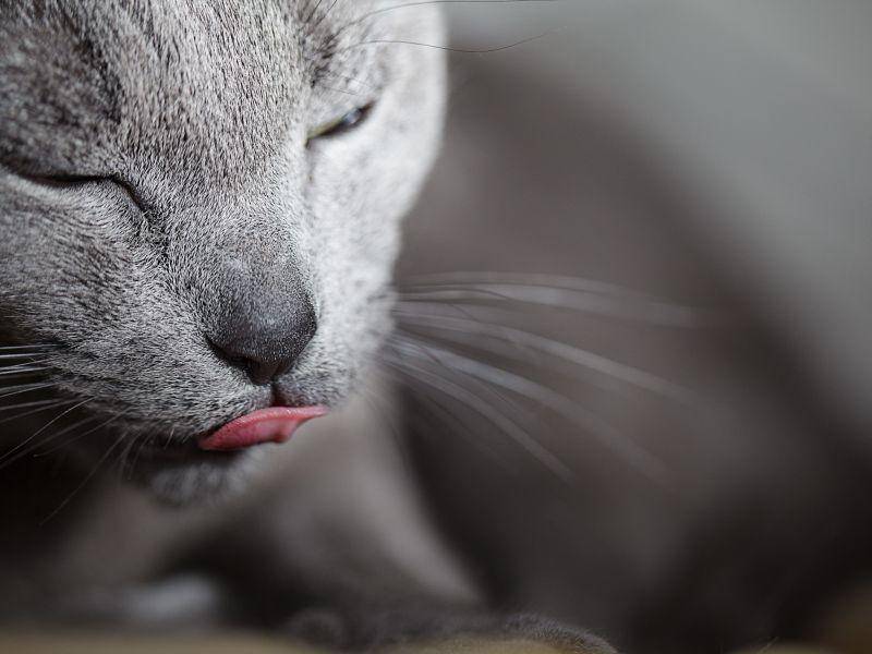 Russisch Blau Katzen sind sich auch nicht für Schnappschüsse zu schade — Bild: Shutterstock / Nailia Schwarz