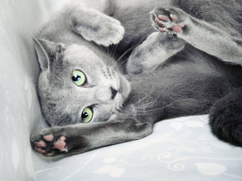 Erst mit circa einem Jahr kristallisiert sich das ruhige Temperament der Russisch Blau Katze heraus — Bild: Shutterstock / Arman Zhenikeyev