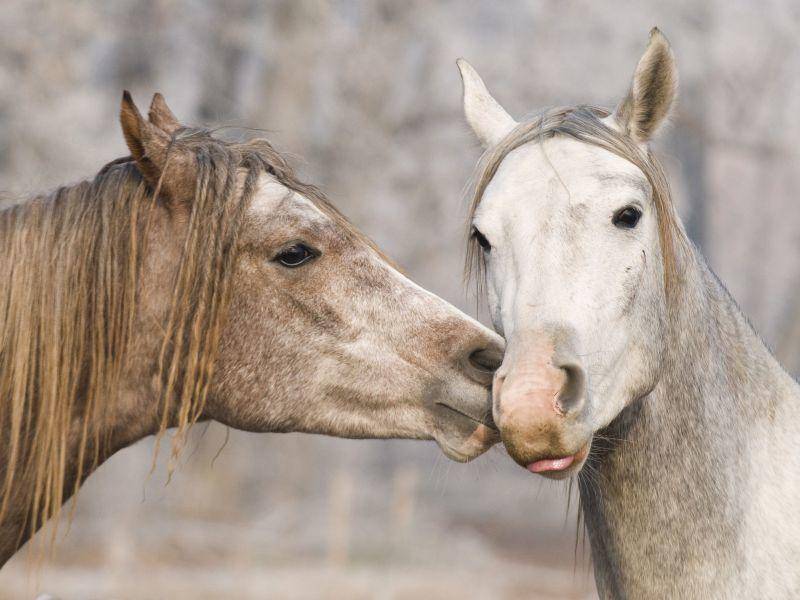 Außerdem sind Araber sehr freundliche und sensible Pferde — Bild: Shutterstock / kislovas