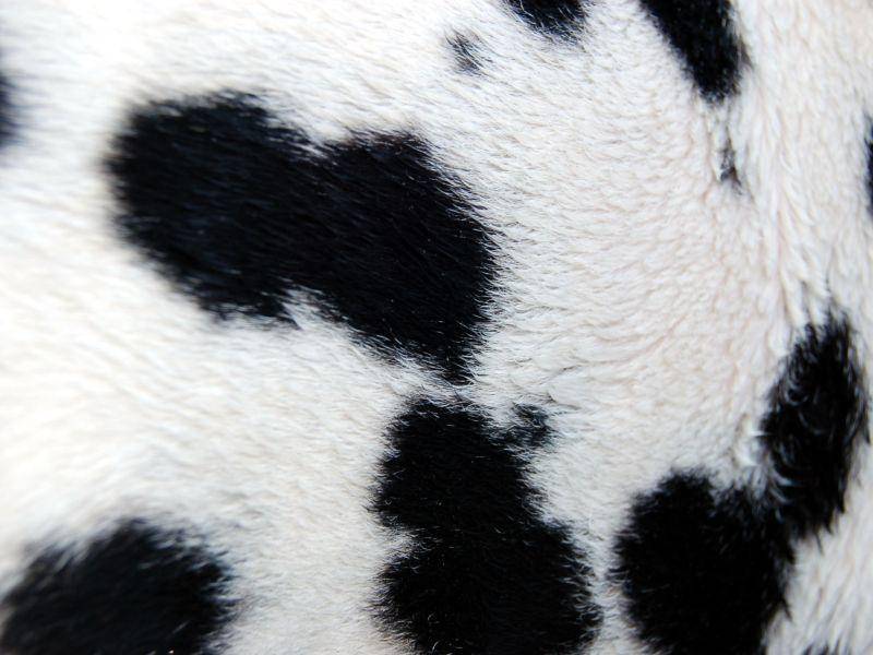 Dalmatinerfell ganz nah: Ein extravaganter Hund — Bild: Shutterstock / Amanda Flagg