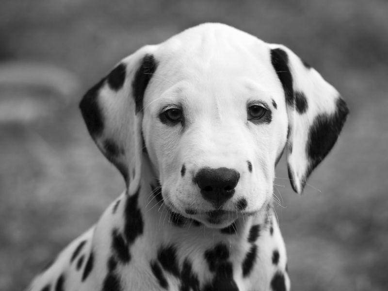 Süßer Dalmatiner: Wer kann diesem Hundeblick widerstehen? — Bild: Shutterstock / Oliver Hoffmann