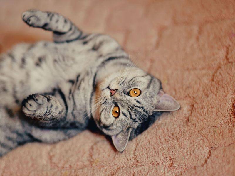 Tigerkatze: Der Teppich scheint gemütlich zu sein — Bild: Shutterstock / Alekuwka