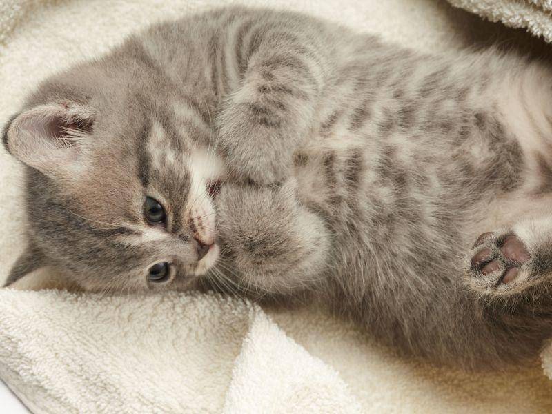 Ganz kleine Tigerkatze: Süßer geht's nicht! — Bild: Shutterstock / Denis Vrublevski