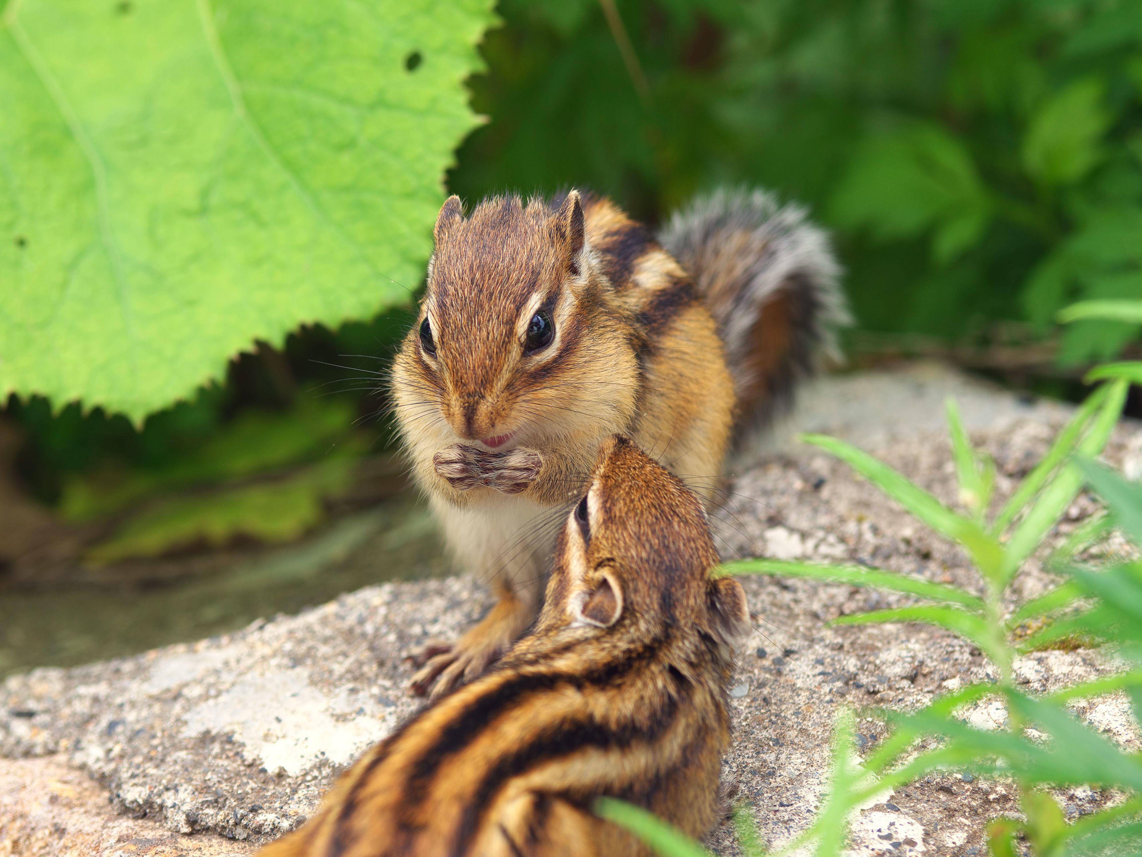 "He, krieg ich auch was ab?" Zwei süße Streifenhörnchen — Bild: Shutterstock / stock_shot