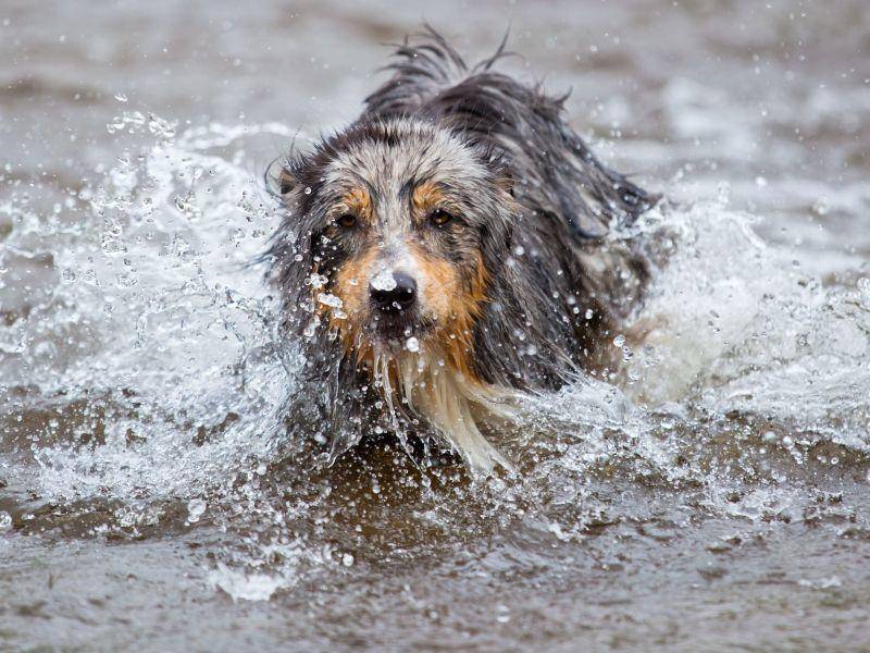 Einmal die Abkürzung durchs Wasser nehmen: Dieser Hund hat sichtbar Spaß! — Bild: Shutterstock / Christian Mueller