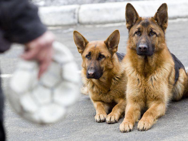 Und in der Arbeit als Polizeihund hat sich der Deutsche Schäferhund bewährt — Bild: Shutterstock / Liukov