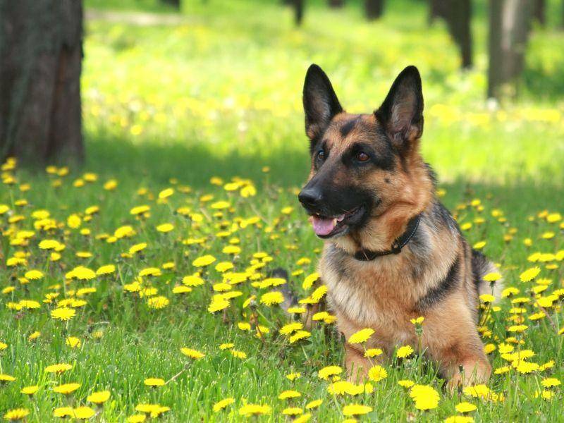 Nach einem langen Spaziergang: Viel Bewegung ist für den Deutschen Schäferhund ein Muss — Bild: Shutterstock / Nataliya_Ostapenko