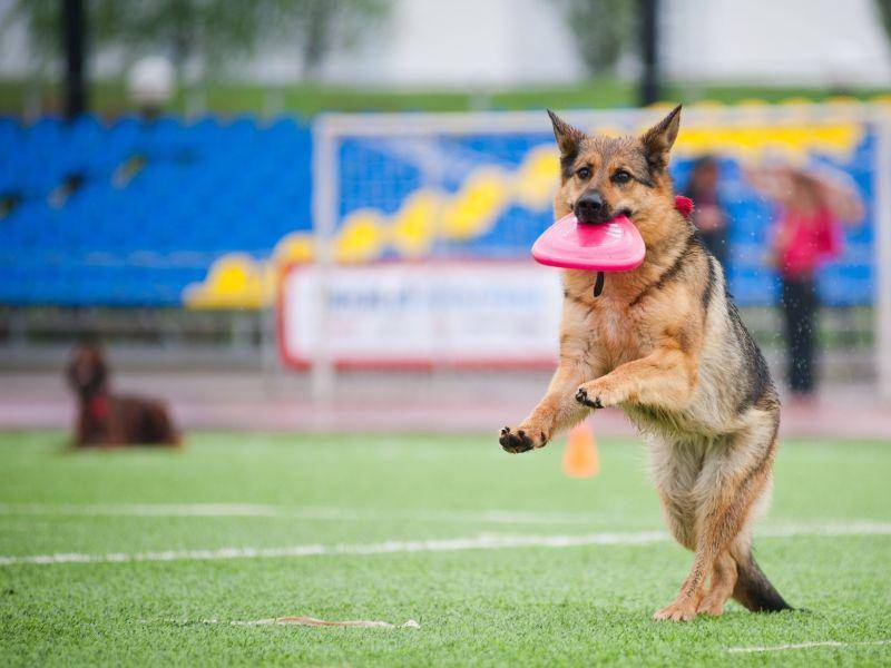 Ganz schön sportlich, so ein Deutscher Schäferhund! — Bild: Shutterstock / Ksenia Raykova