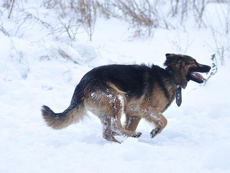 Sein dichtes Fell schützt den Deutschen Schäferhund auch beim Rennen im Schnee — Bild: Shutterstock / Zelenenka Yuliia