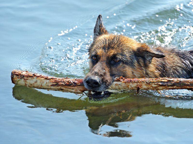 Und wasserscheu ist der Deutsche Schäferhund auch nicht — Bild: Shutterstock / Eduard Kyslynskyy