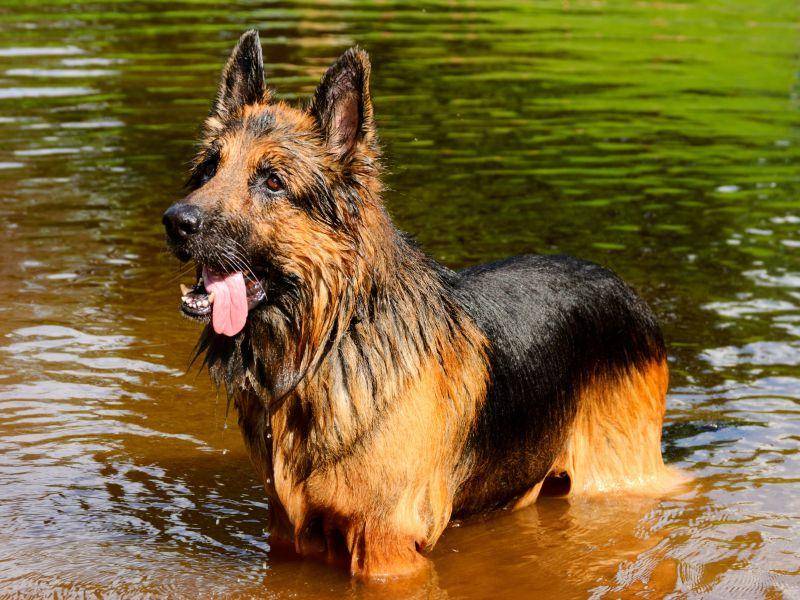 Am liebsten tut der Deutsche Schäferhund aber, was alle Hunde tun: Das Leben in vollen Zügen genießen — Bild: Shutterstock / Sergey Peterman
