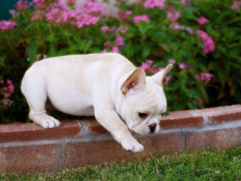 Französische Bulldoggen gelten als die kleinsten unter den Doggen und sind nicht nur als Welpen süß — Bild: Shutterstock / Justin Black
