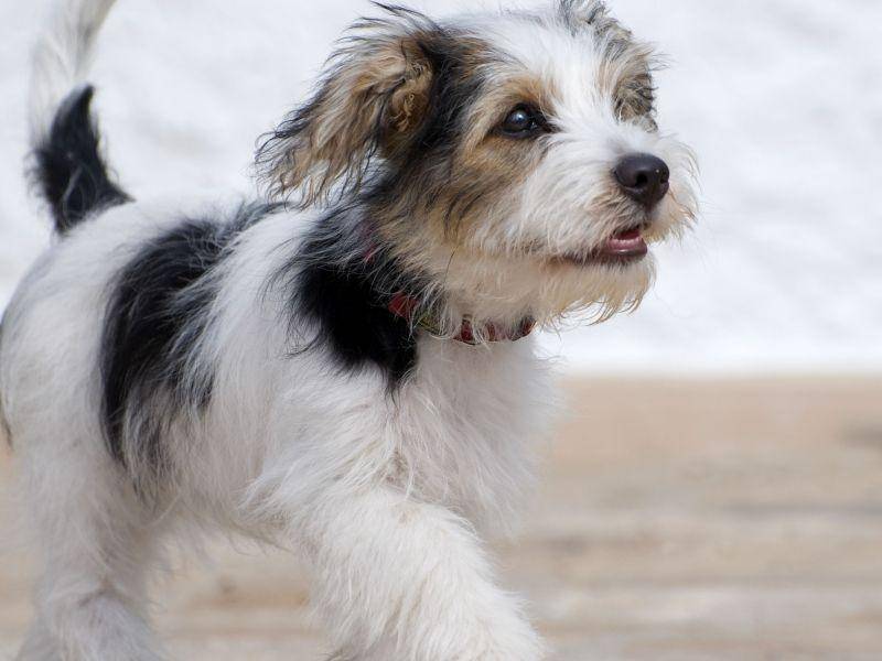 Gibt's als lang- und als kurzhaarigen Hund: Den Jack-Russell-Terrier — Bild: Shutterstock / Fotomicar