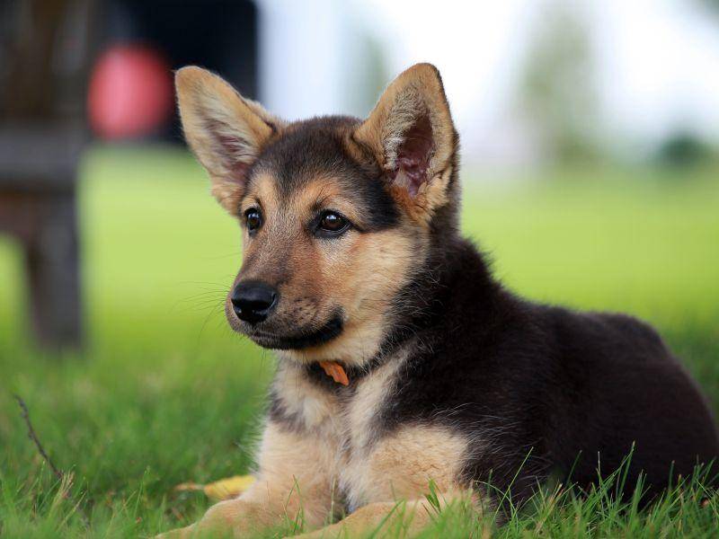 Und die nächste Stufe: Der Deutsche Schäferhund als niedlicher Junghund — Bild: Shutterstock / Lurin