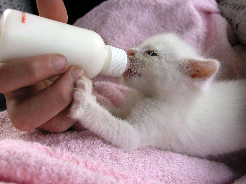 Supersüß, dieses weiße Katzenbaby mit der Milchflasche — Bild: Shutterstock / Margo Harrison