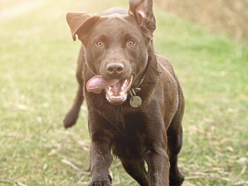 Nur fliegen ist schöner! Querfeldein-Rennen ist ein Riesenspaß für Hunde wie diesen Labrador — Bild: Shutterstock / JPagetRFPhotos