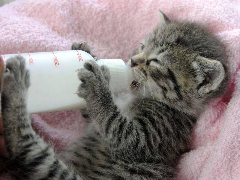 "Bloß nicht einschlafen ..." Katzenbaby mit seiner Milchration — Bild: Shutterstock / Margo Harrison